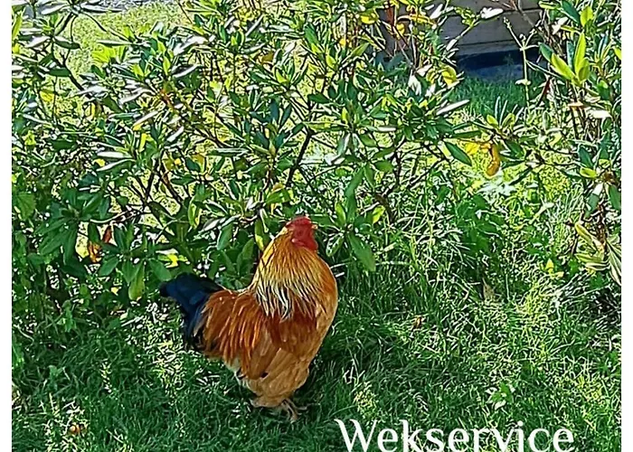 Aan \'t weitje